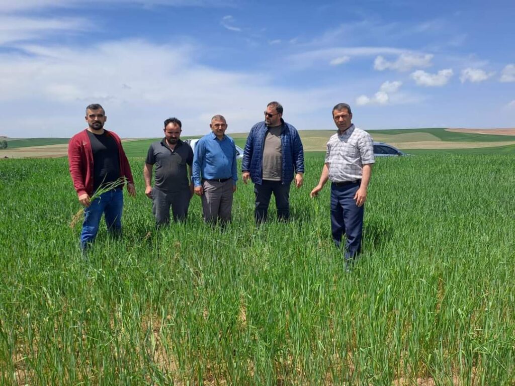 Cihanbeyli de Hububat Ekili Alanlar da incelemelerde bulundular