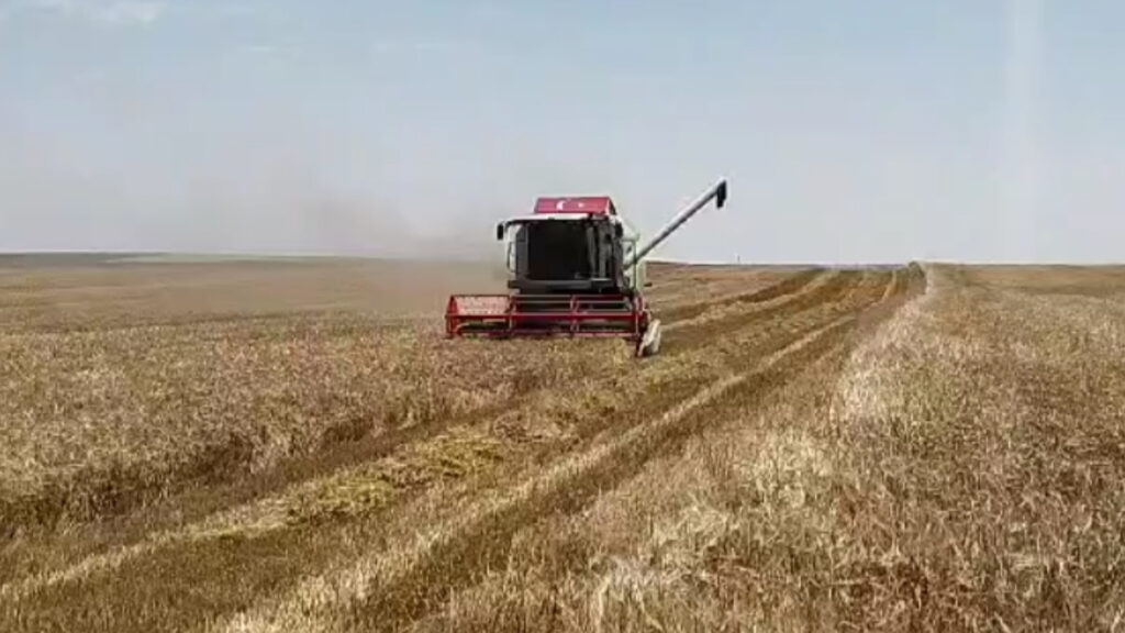 Cihanbeyli de Arpa hasadı Devam ediyor