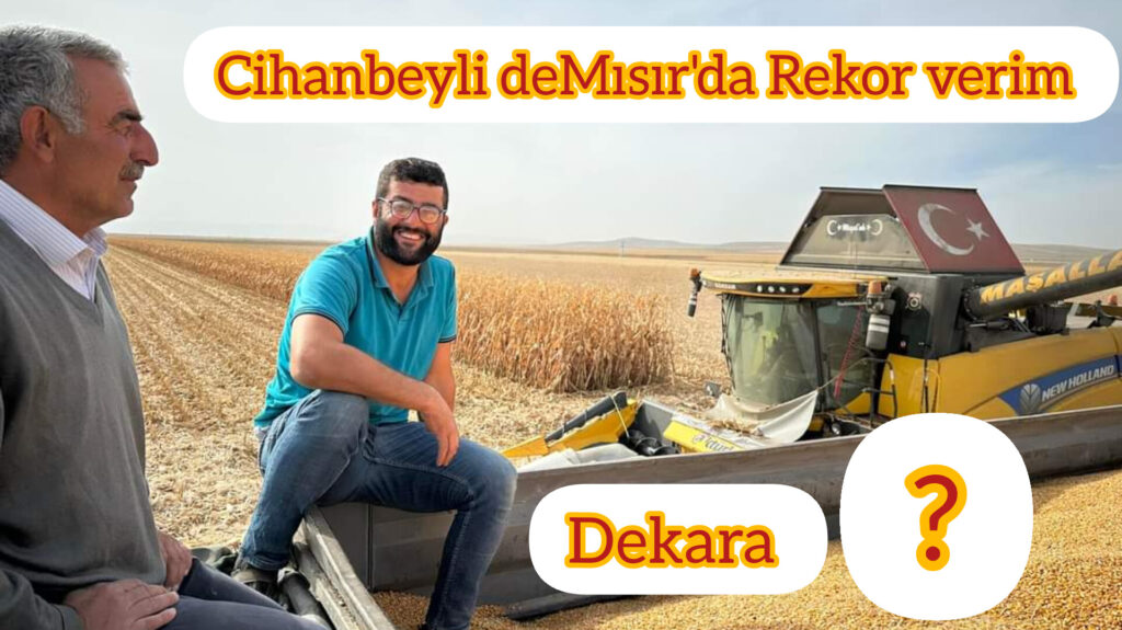 Cihanbeyli Taşpınarli çiftçi  Danelik Mısır hasadında  rekor kırdı