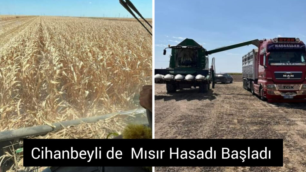 Cihanbeyli de Mısır Hasadı Başladı